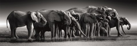 Puzzle 1000 elementów Panorama High Quality Herd of Giants Puzzle 1000 elementów Panorama High Quality Herd of Giants