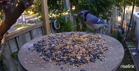 Kamera IP Reolink GO Series G330 4MP 4G LTE USB-C z akumulatorem camouflage