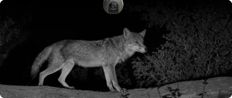 Kamera IP Ezviz EB8 Pro Ranger 8MP z panelem słonecznym 8W 4G Wi-Fi